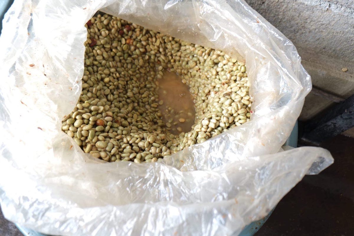 fermented coffee beans