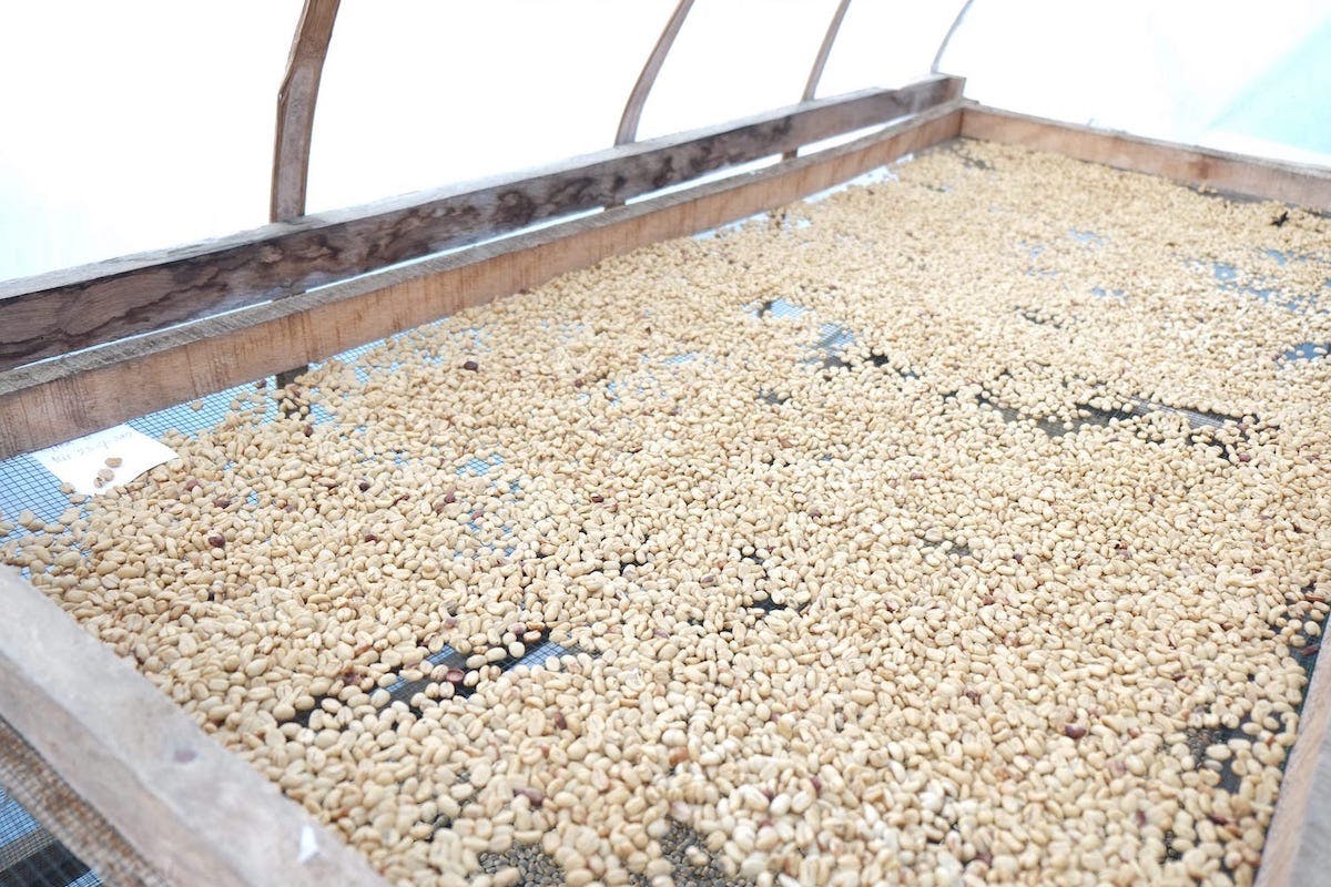 dry washed coffee beans